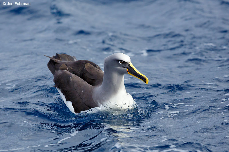 Buller's AlbatrossChatham Island, N.Z. Nov. 2014