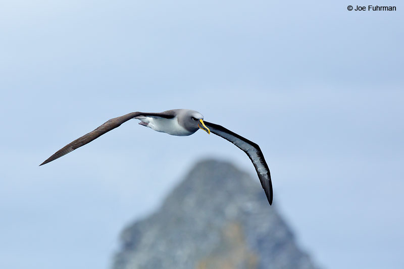 Buller's AlbatrossChatham Island, N.Z. Nov. 2014