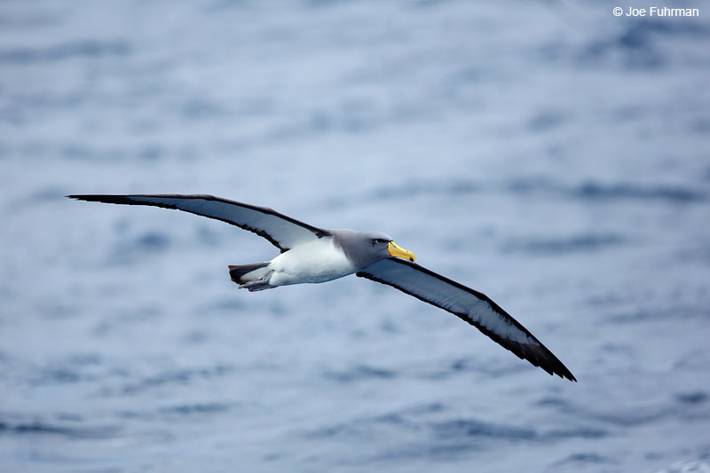 Chatham Albatross    Thalassarche eremitaChatham Island, N.Z.   Nov. 2014