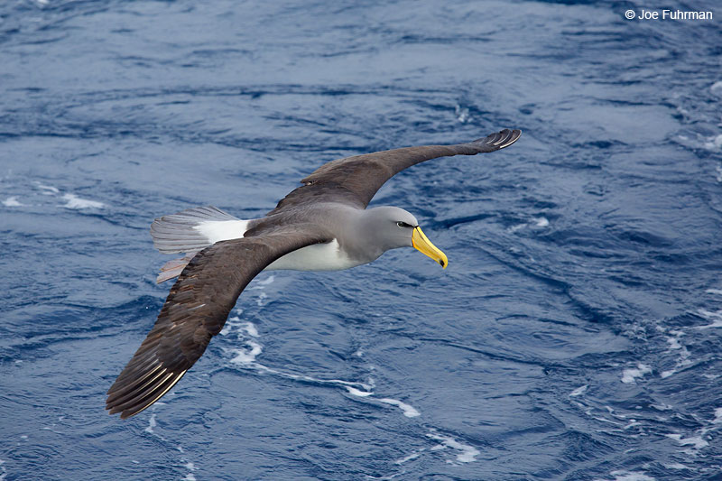 Chaham Albatross Chatham Island, N.Z.   Nov. 2014
