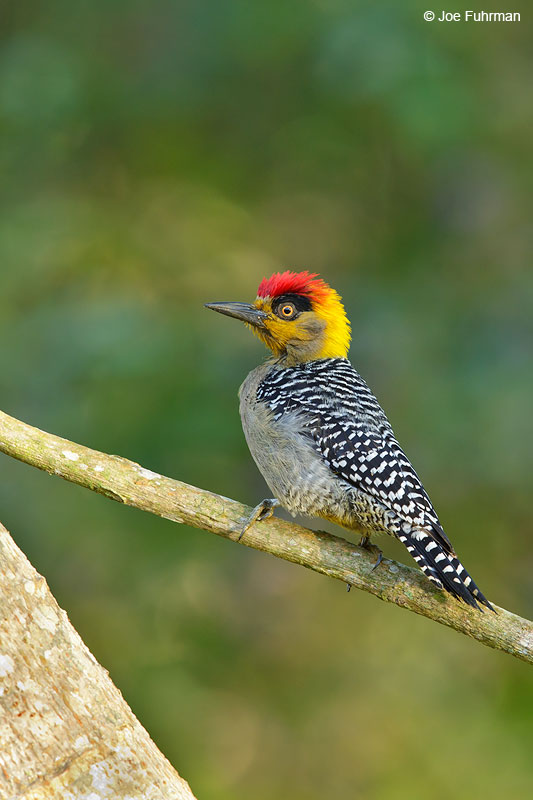 Golden-cheeked Woodpecker Jalisco, Mexico April 2015