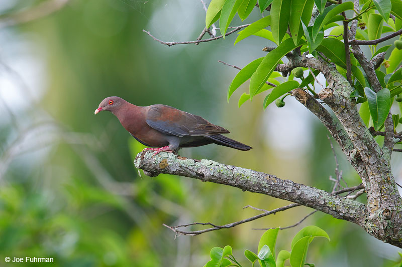 Red-billed PigeonSan Blas, Nayarit, Mexico   April 2015