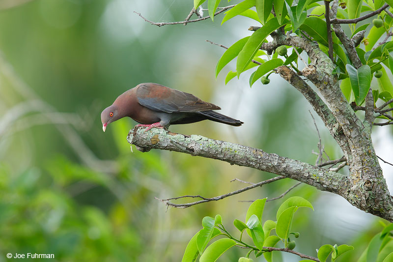 Red-billed PigeonSan Blas, Nayarit, Mexico   April 2015