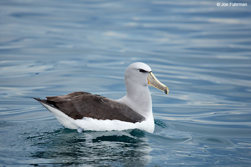 Salvin’s Albatross – Joe Fuhrman Photography