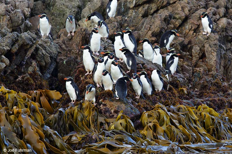 Snares Island PenguinThe Snares, New Zealand   Nov. 2014