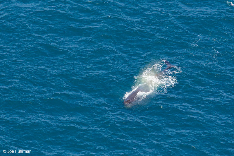 Sperm Whale Kaikoura, New Zealand   Dec. 2014
