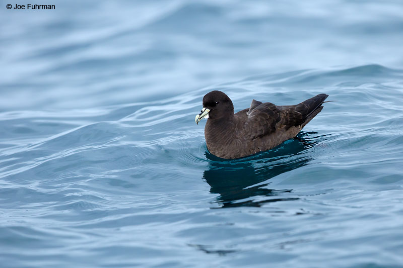White-chinned_Petrel_16A9270