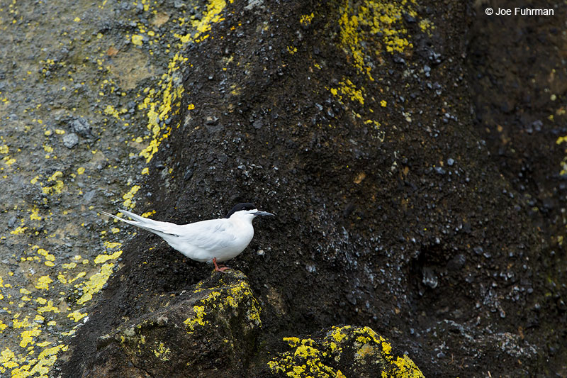 White-fronted Tern   Sterna striata Chatham Island, N.Z.   Nov. 2014