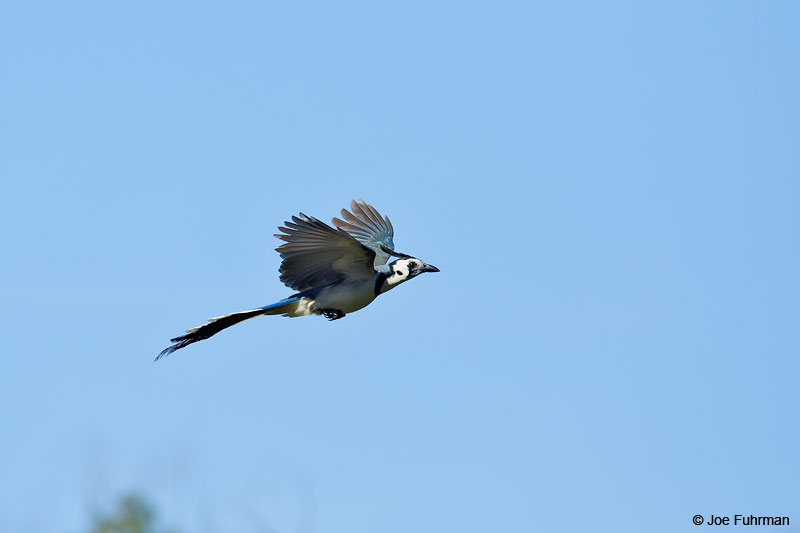 White-throated Magpie-JayJalisco, Mexico April 2015