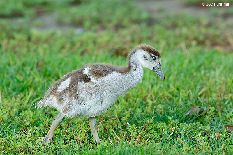 Egyptian Goose-juvenileOrange Co., CA   August 2015