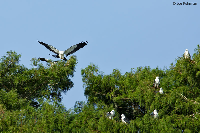 Swallow-tailed KiteLake Woodruff National Wildlife Refuge, FL   July 2015