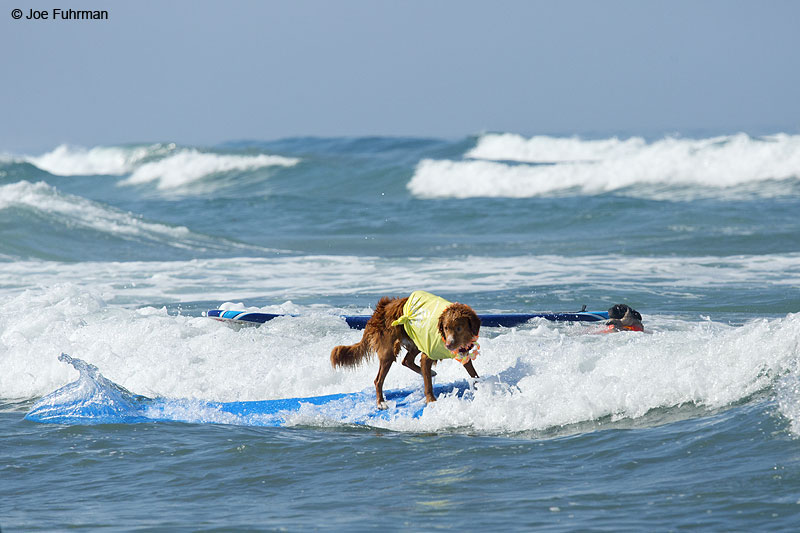 Surf DogDel Mar, CA Sept. 2014
