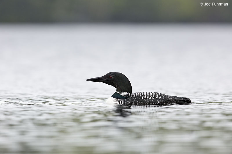 Common Loon Piscataquis Co., ME May 2013