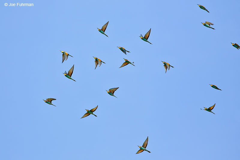 European Bee-eater (Merops apiaster} Hula Valley, Israel   April 2016