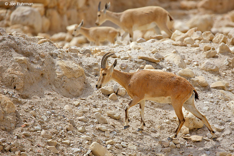 Nubian Ibex (Capra nubiana)Ein Gedi Nature Reserve, Israel   April 2016