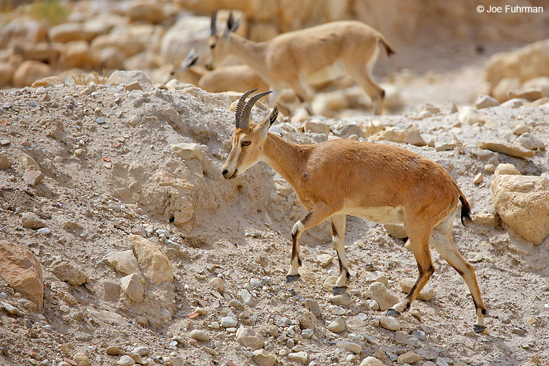 Nubian Ibex (Capra nubiana) Ein Gedi Nature Reserve, Israel   April 2016