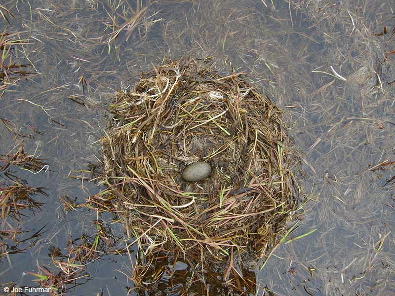 Pacific Loon nestBarrow, AK June 2012