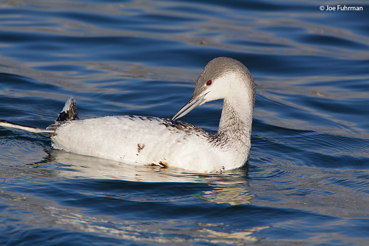 Red-throated Loon-winter plumage L.A. Co., CA December 2009