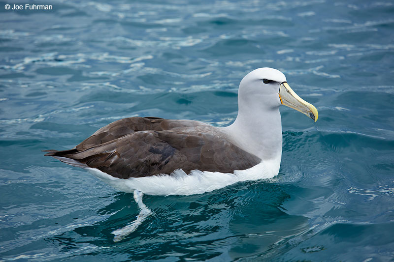 Salvin's AlbatrossKaikoura, New Zealand Dec. 2014