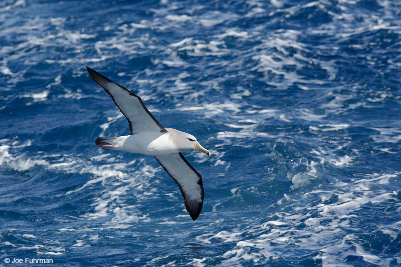 Salvin's_Albatross_07A5626