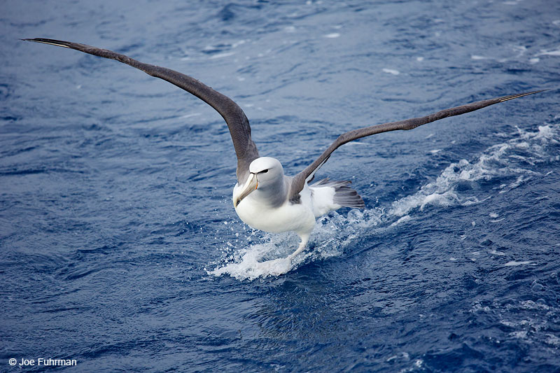 Salvin's AlbatrossChatham Island, N.Z. Nov. 2014