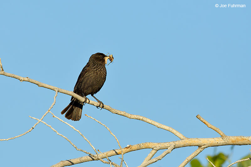 Tricolored Blackbird-femaleL.A. Co., CA   May 2016
