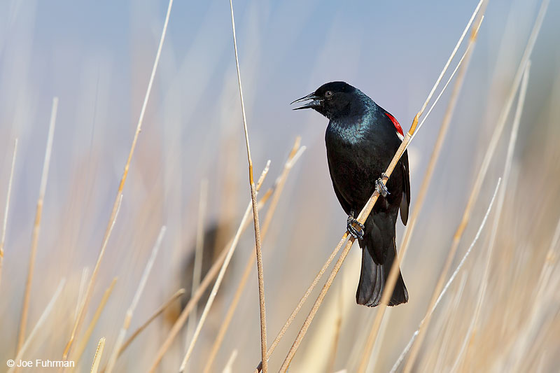 Tricolored Blackbird-male breedingL.A. Co., CA   April 2016