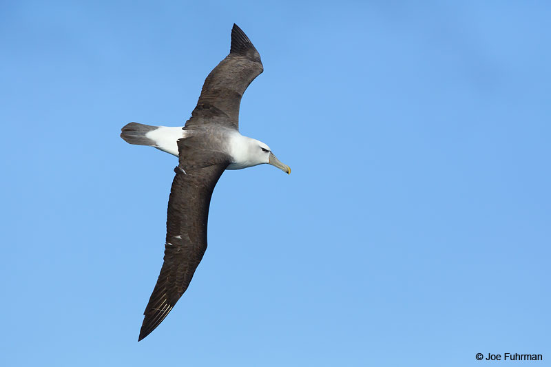 White-capped_Albatross_07A5085