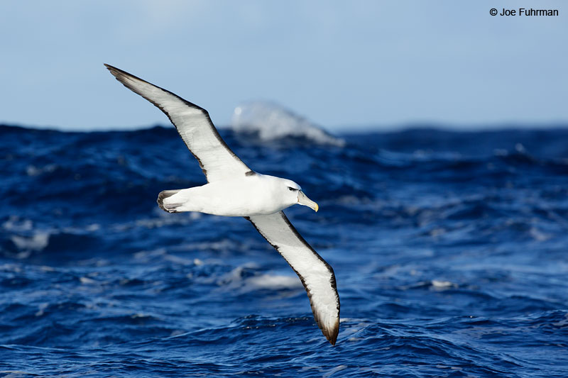 White-capped_Albatross_07A5136