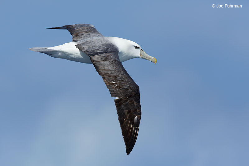 White-capped_Albatross_07A5481