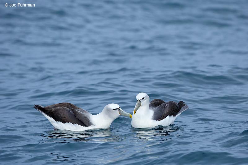 White-capped Albatross Thalassarche steadiKaikoura, New Zealand Dec. 2014