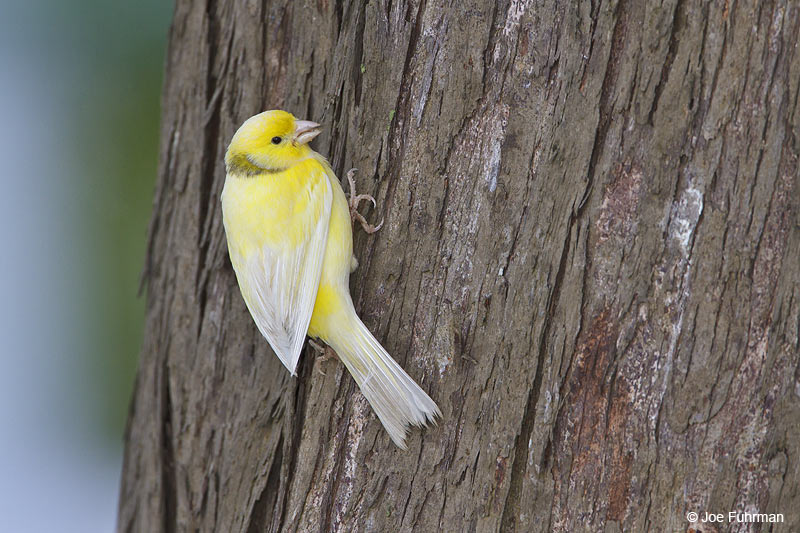 Common Canary Midway Atoll, HA   March 2010