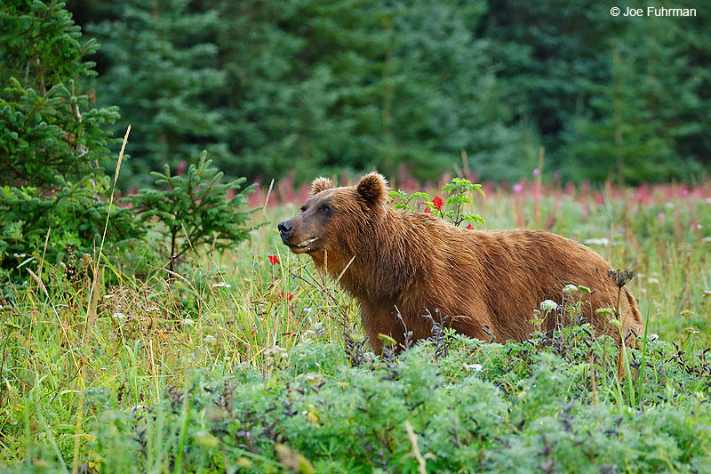 Brown BearLake Clark National Park, AK August 2016