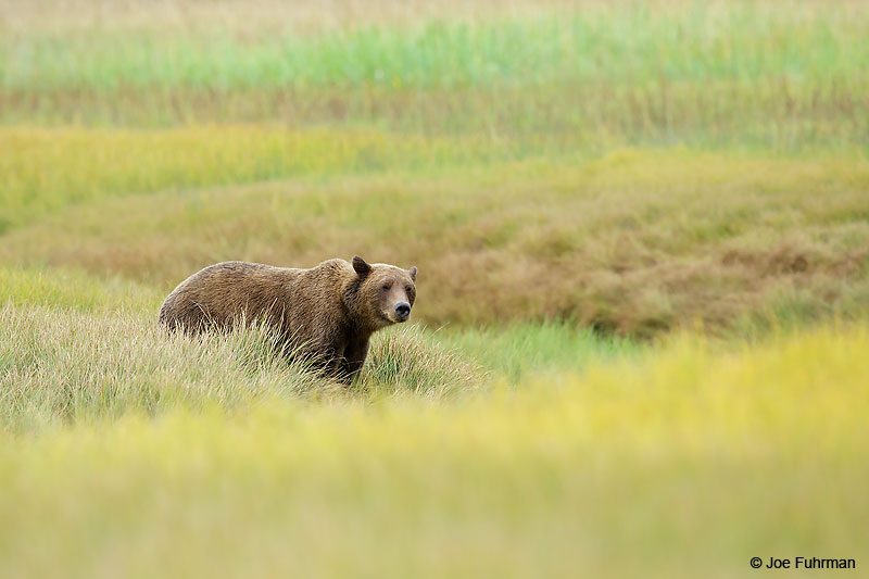 Brown BearLake Clark National Park, AK August 2016