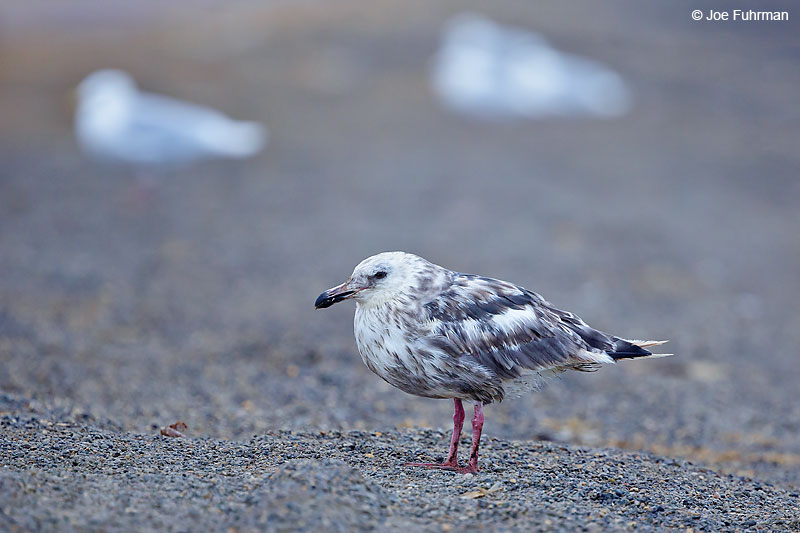 Slaty-backed GullBarrow, AK October 2016