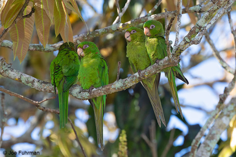 Cuban Parakeet – Joe Fuhrman Photography