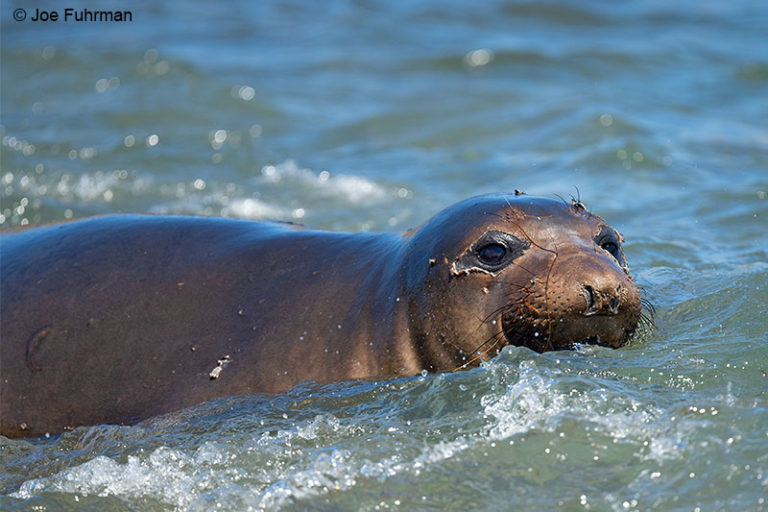 Northern Elephant Seal – Joe Fuhrman Photography