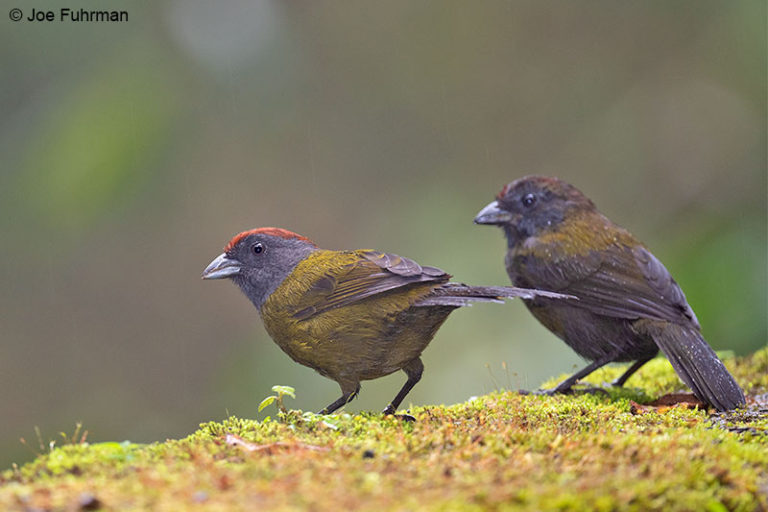 olive-finch-joe-fuhrman-photography