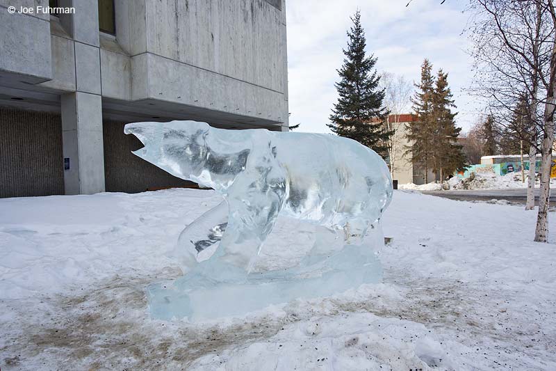 Polar Bear ice sculpture Univ. of Alaska-Fairbanks, AK March 2014