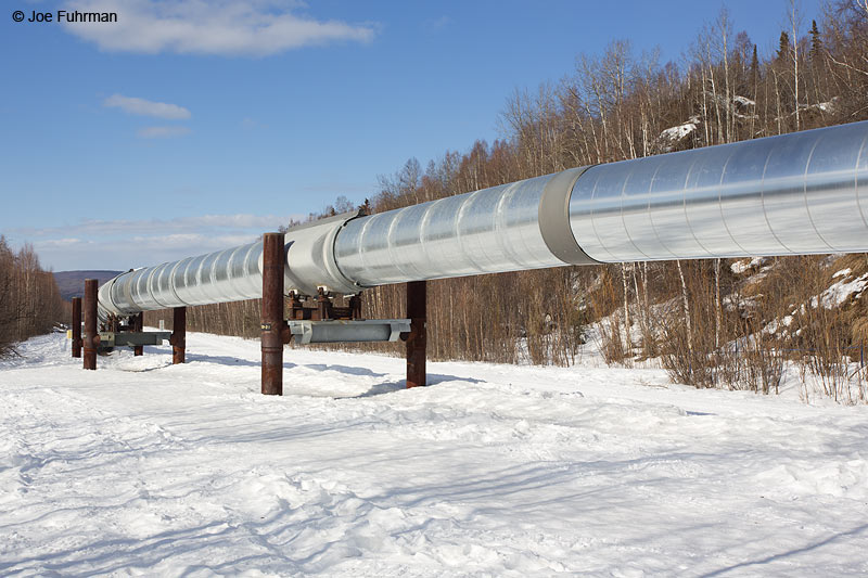 Alaska Pipeline just N. of Fairbanks, AK March 2014