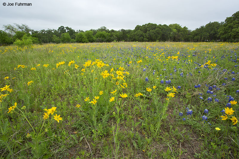 Friedrich Wilderness Park San Antonio, TX April 2014