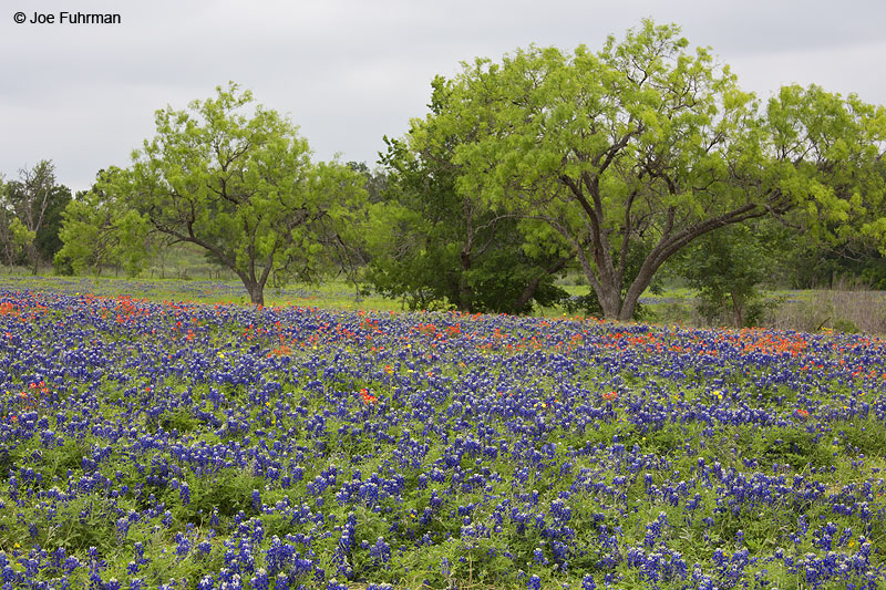 Wildflowers near town of Bastrop Bastrop Co., TX   April 2014