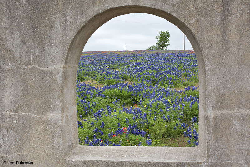 Wildflowers near town of Bastrop Bastrop Co., TX   April 2014