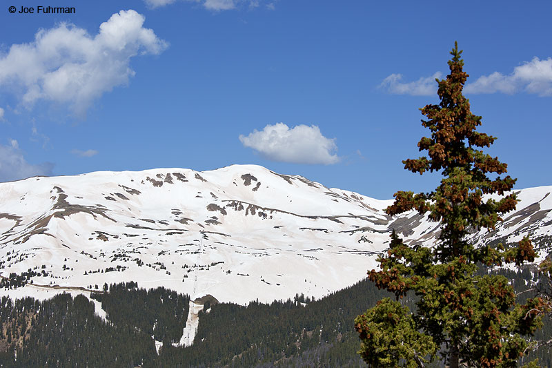 View from Loveland Pass Arapaho N.F., CO June 2014