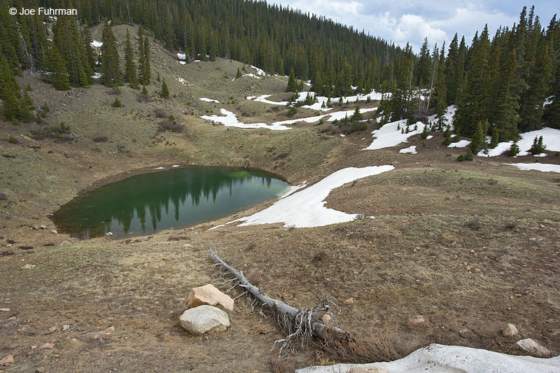 Pond along hwy. near Guanella Pass Arapaho N.F., CO June 2014