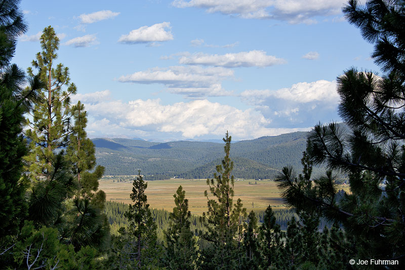 Sierra Valley Sierra Co., CA June 2014