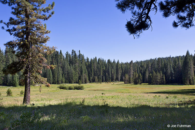 Crane Flat Yosemite N.P., CA July 2014