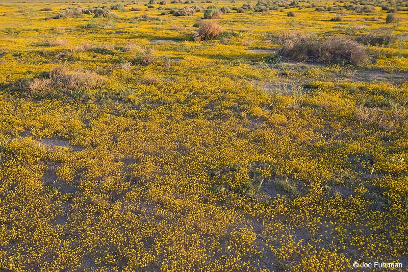 Antelope Valley L.A. Co., CA April 2014