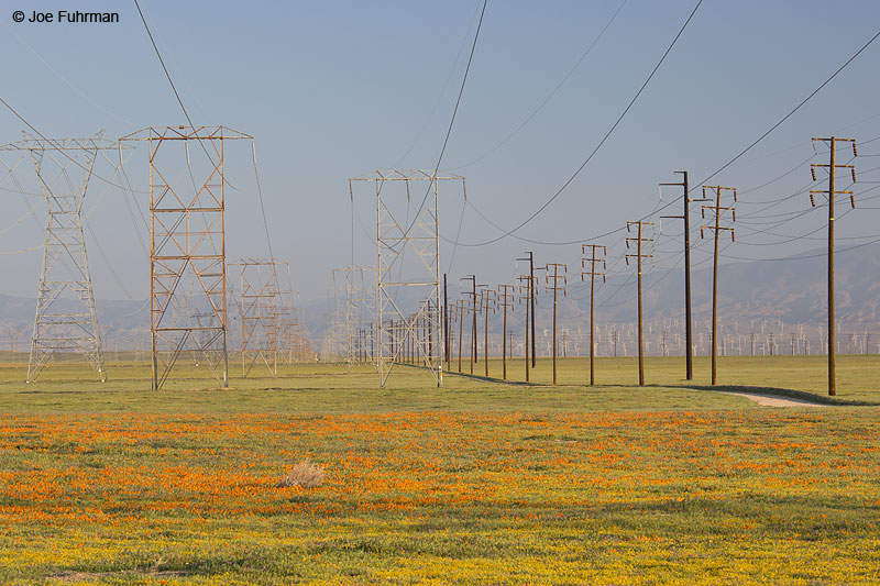 Antelope Valley L.A. Co., CA April 2014