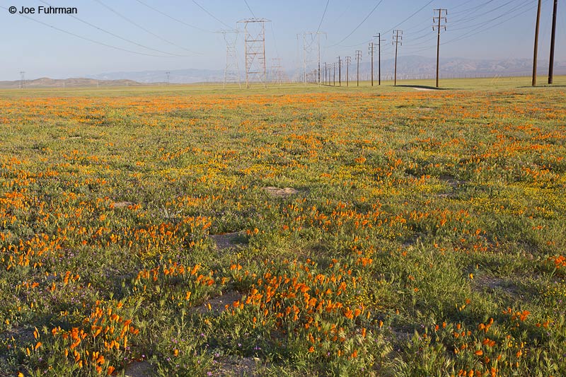 Antelope Valley L.A. Co., CA April 2014